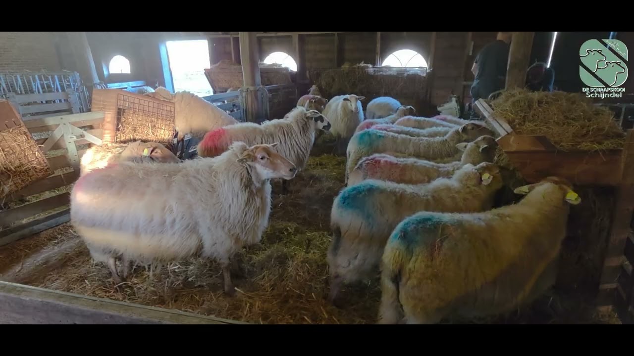 De Schaapskooi Schijndel Lammetjes en Schapen