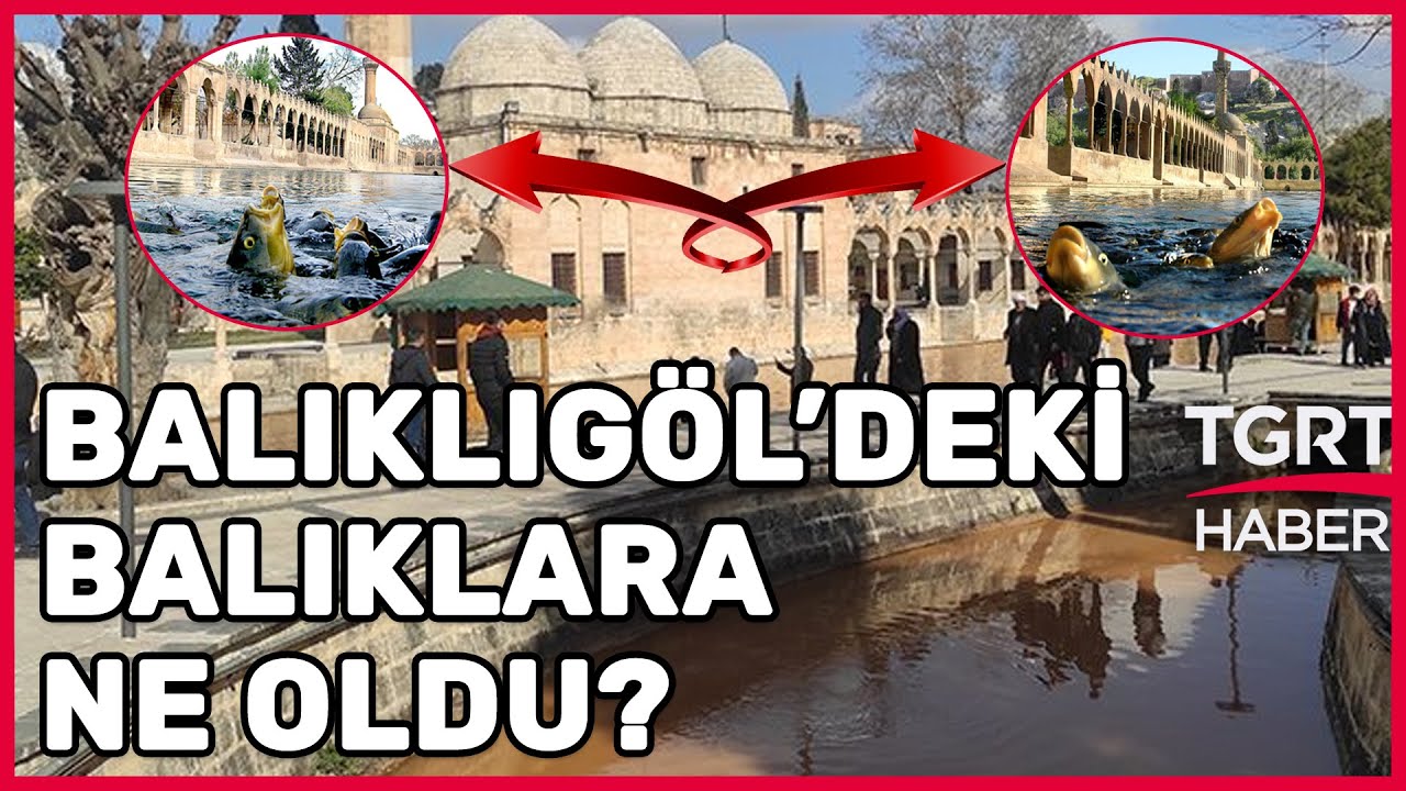 Şanlıurfa’daki Sel Balıklıgöl’ü de Vurdu! Sular Yükselince Balıklar Gözden Kayboldu! – TGRT Haber