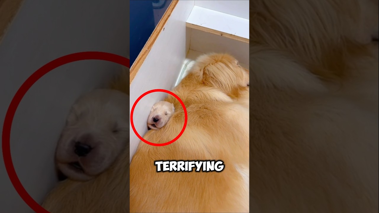 This Golden Retriever Accidentally Endangers Her Puppy's Life #shorts