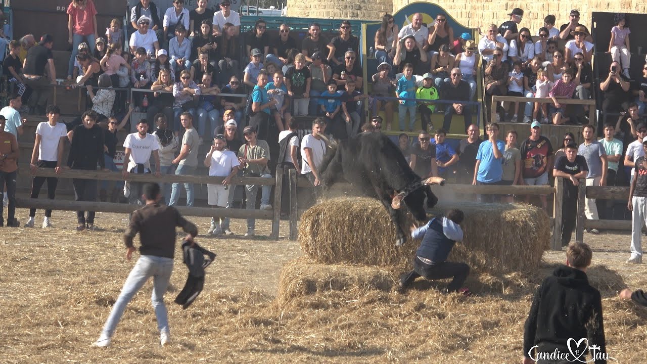 Fête Votive - AIGUES MORTES - 20/10/2024 -ABRIVADO / COURSE AU PLAN / BANDIDO