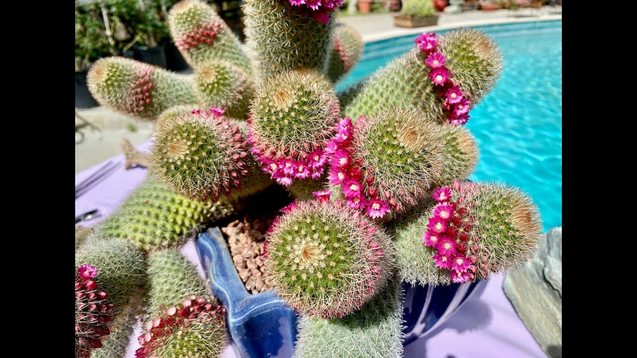 Mammillaria Cactus Collection Part 1 - Episode 178