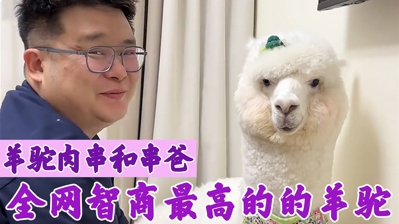 羊驼肉串和串爸：全网最通人性的羊驼，遇到诈骗电话把骗子整无语！