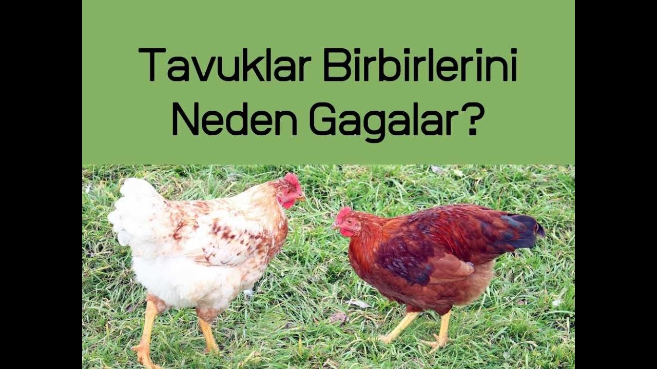 Tavuklar Birbirlerini Neden Gagalar ?