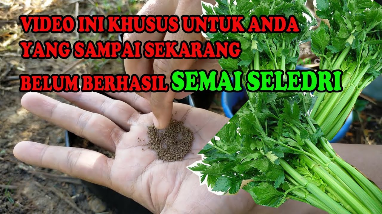 Rahasia Cara Semai Biji Seledri Supaya Cepat Tumbuh dan Berkembang
