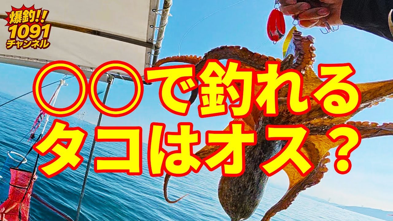 【タコ釣り】ミヨシでのタコの釣り方を常連さんから教えて頂きました‼️