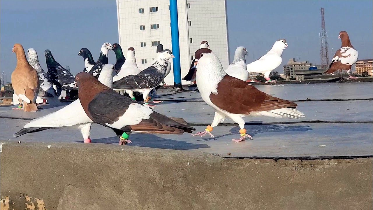 real pigeons lovers will not lose watching of this video|| famous pigeons || beautiful pigeons