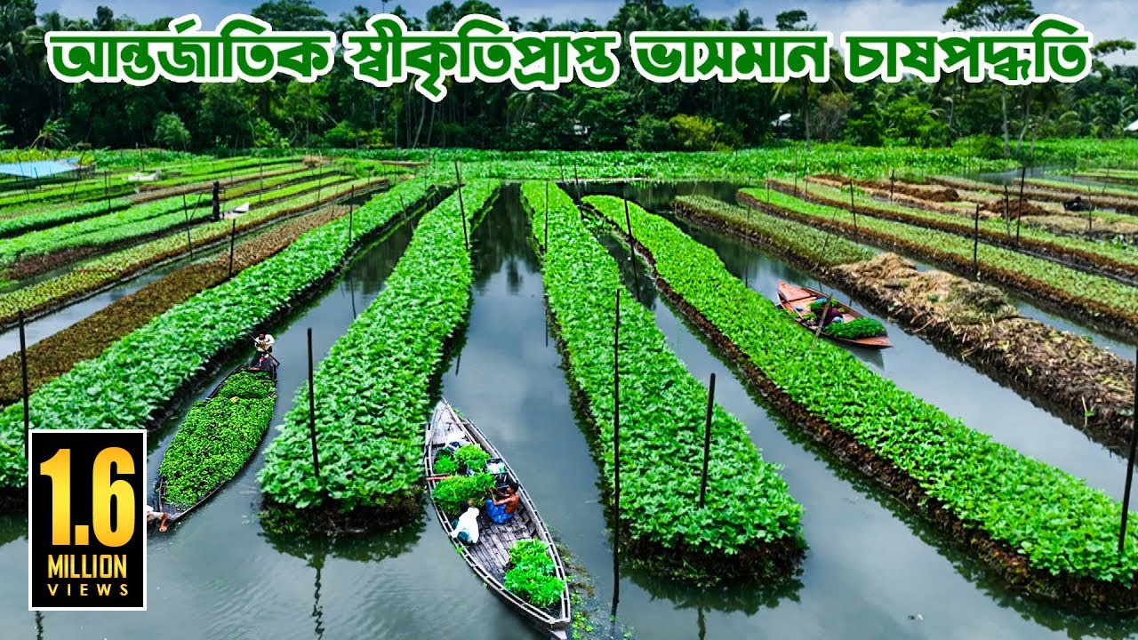 আন্তর্জাতিক স্বীকৃতিপ্রাপ্ত বরিশালের ধাপভিত্তিক ভাসমান চাষ পদ্ধতি || Panorama Documentary