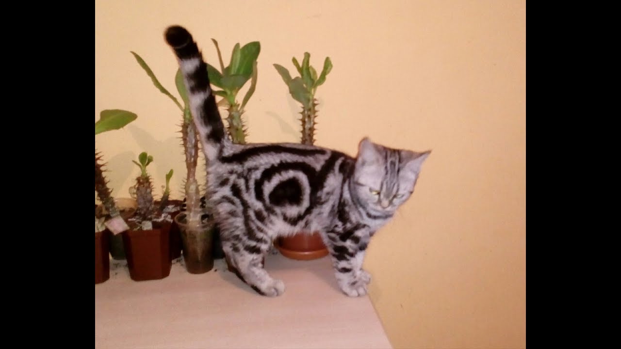 Мраморные котята и коробка, юные исследователи! Питомник Plush Cheeks * RU