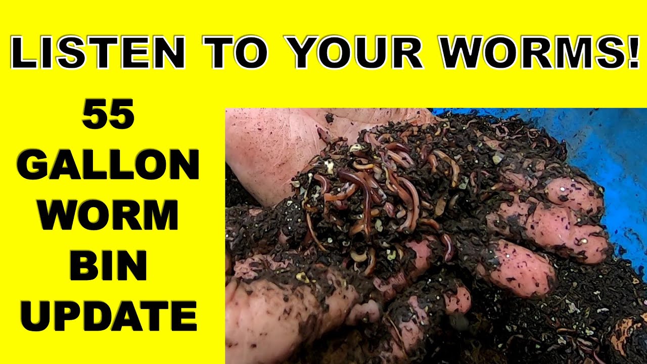 PEOPLE PLAN- WORMS LAUGH- WORM FARM LIFE