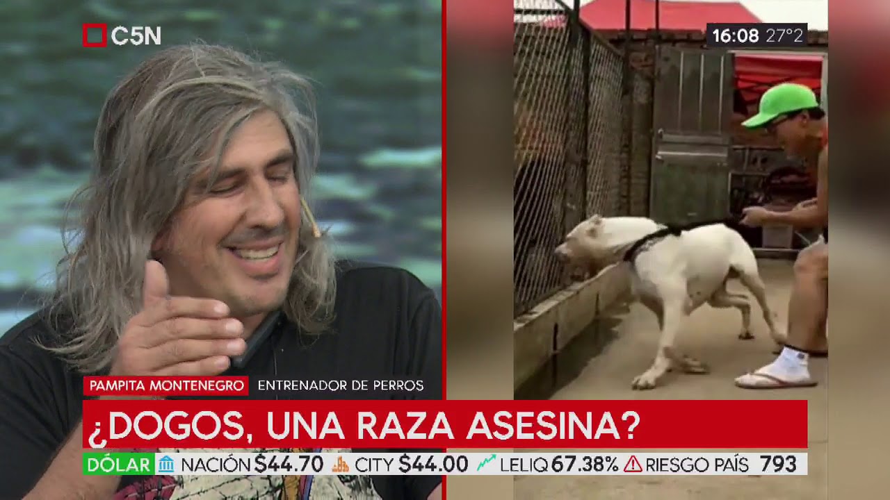 ¿Dogos, una raza asesina?