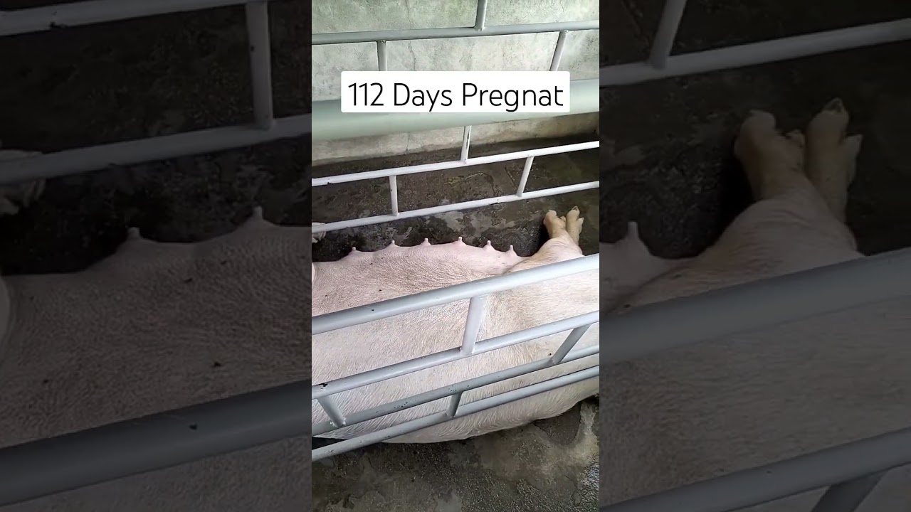 112 Days Pregnant #baboy #pig #backyard #peppapig #inahingbaboy