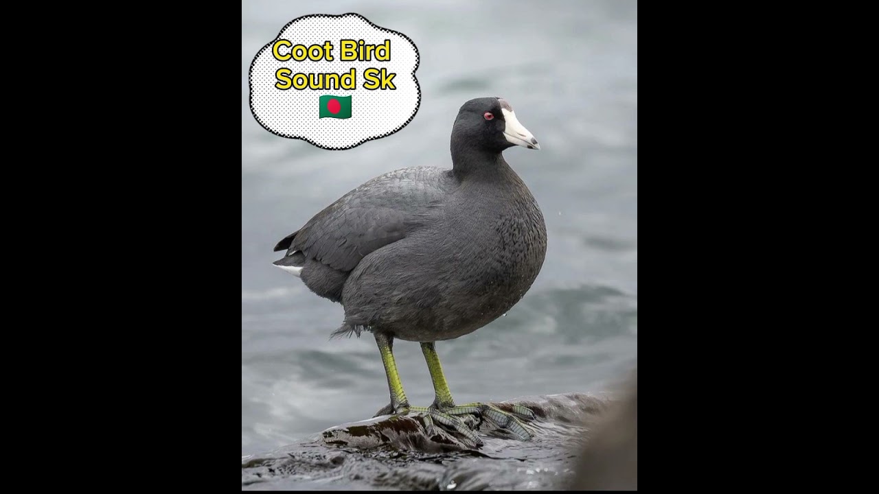 New Coot Bird Call sound 2024 / নতুন কালকুচ পাখির ডাক কুট পাখির ডাক American coot Bird Mp3