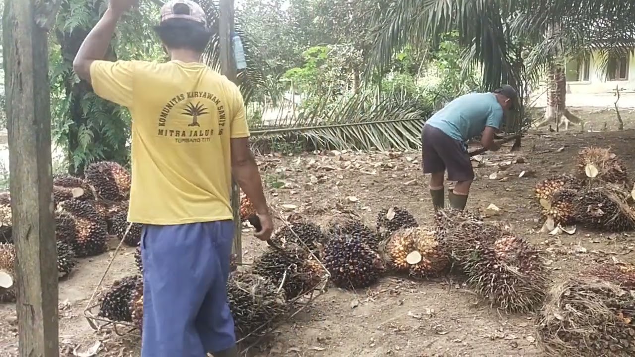 Nimbang sawit hasil panen 