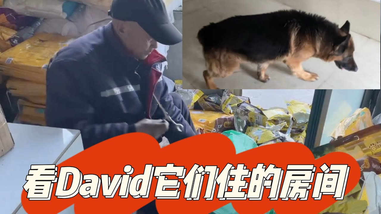 2026-1-31 Stray dog home 从来没有给大家拍过David它们的房间，今天带大家看看它们住的屋子。