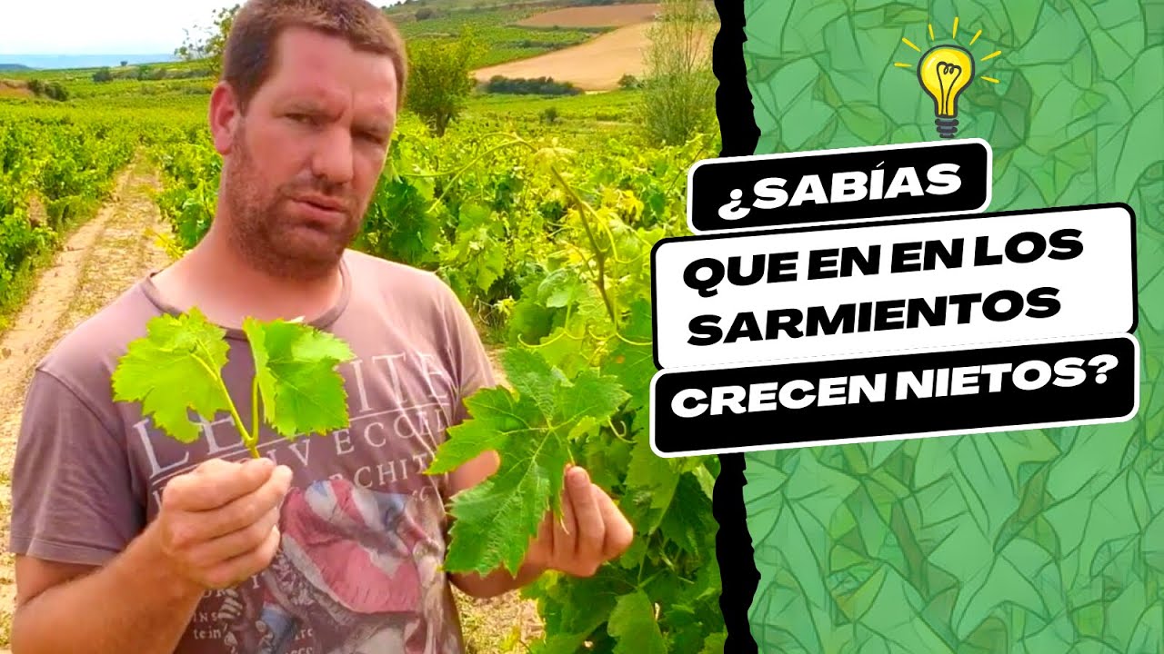Técnica para 'Desnietar' la vid en ÁBALOS, Rioja Alta