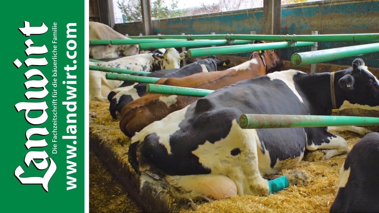 Cow-Welfare Flex Stalls Liegeboxenbügel aus Kunststoff  | landwirt.com