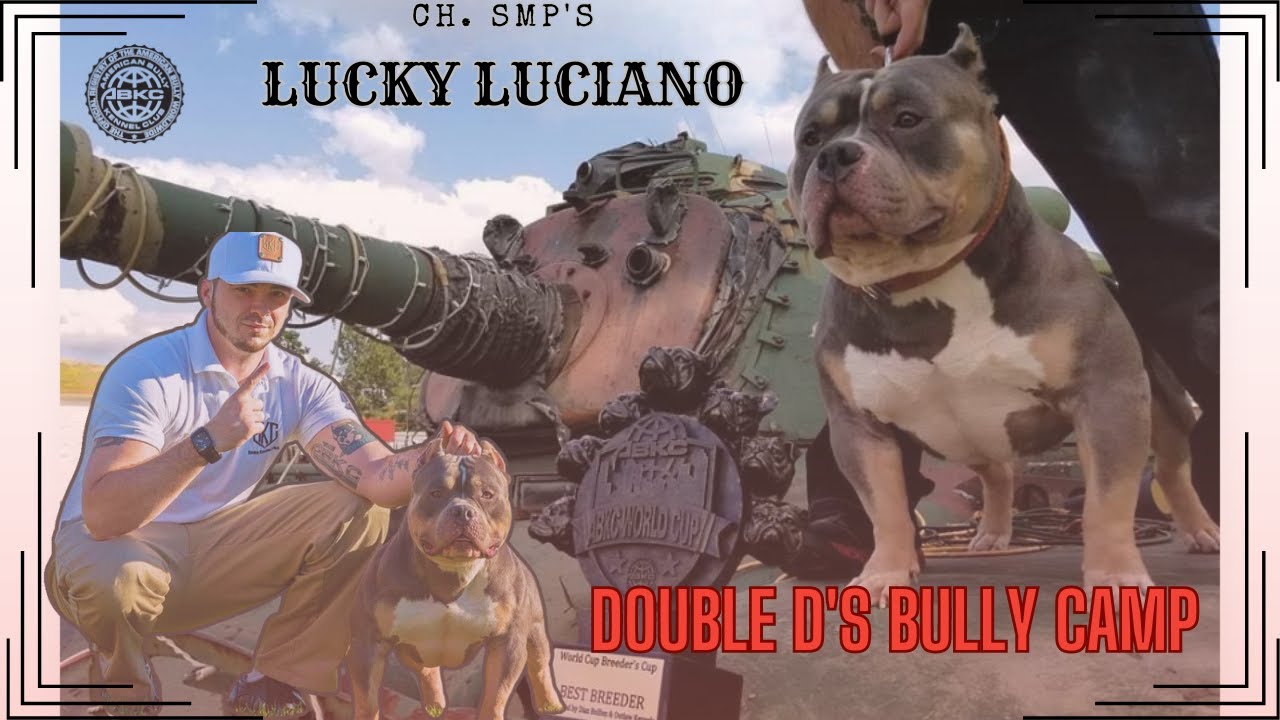AMERICANBULLY LUCKY LUCIANO | DOUBLE D'S BULLY CAMP | ALEX FERRARO