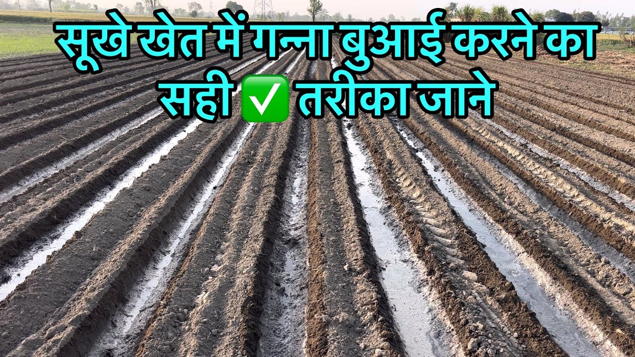सूखे खेत में गन्ना बुवाई करने का सही तरीका एक-एक आँख जमेगी | sukhe khet me ganna buwai kaise kare