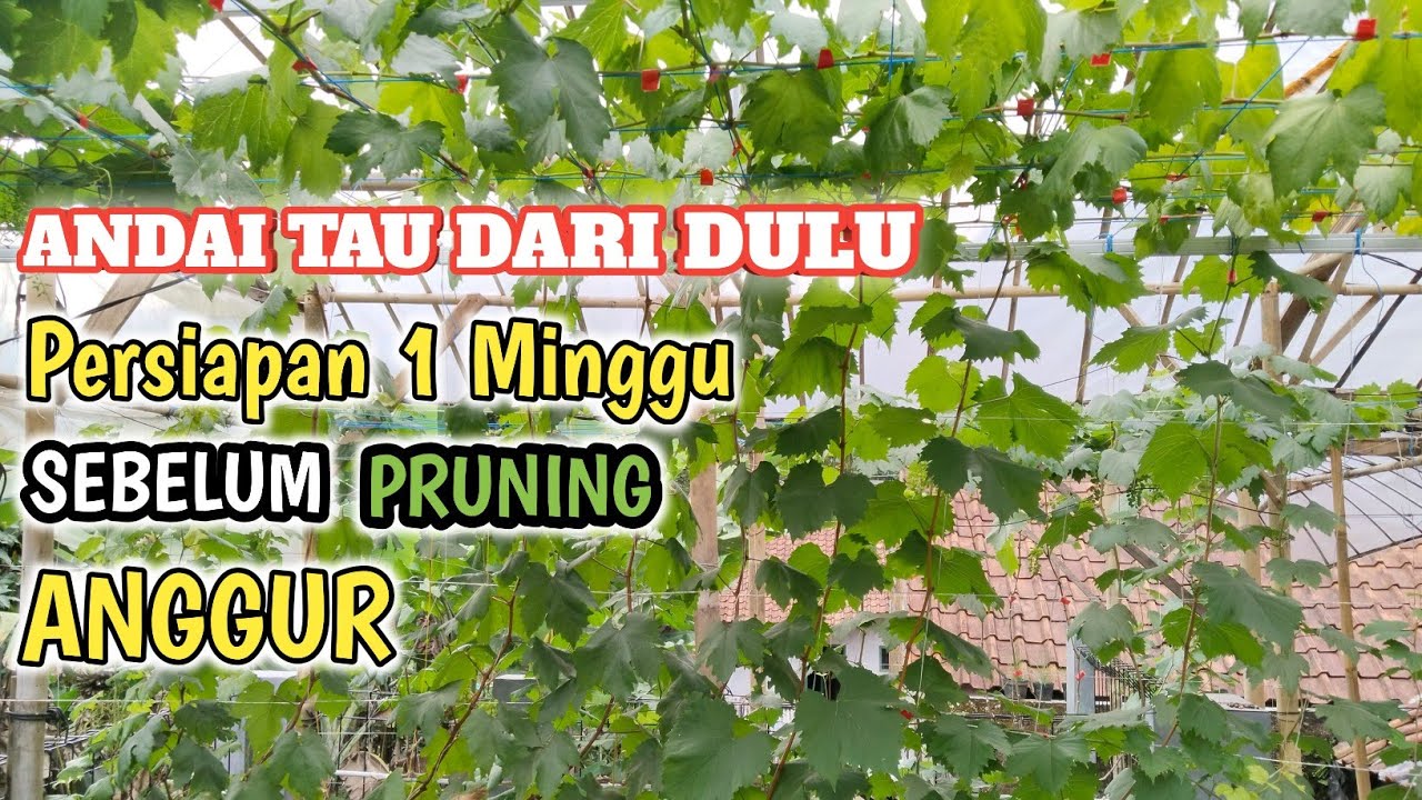 ILMU MAHAL ... !!! Persiapan Satu Minggu Sebelum Pruning Anggur