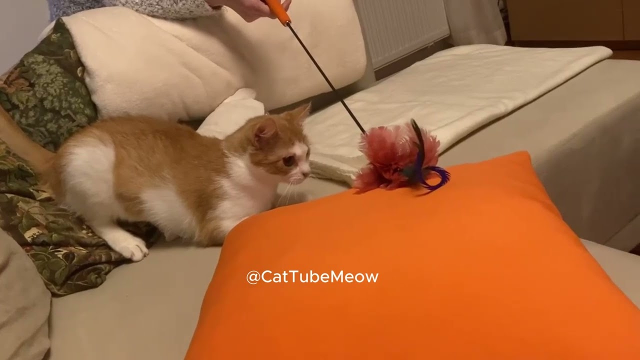 Cat Compilation, Weekly clips #3 #cats #kedi #kitty #pets #animal #funnycat #meow #gato #gatto #猫