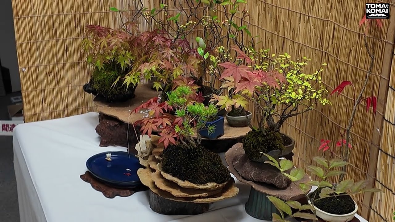 2024 10 4秋麗の小品盆栽展