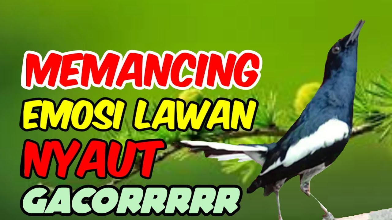 Suara kacer ngeplong gacor, pancingan kacer, masteran kacer durasi panjang Berjam jam