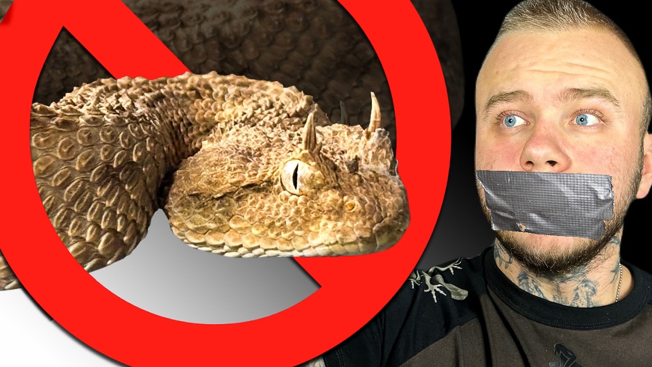 ❌ZAKAZANE ZWIERZĘTA❌ŻMIJA ROGATA W POLSCE‼️