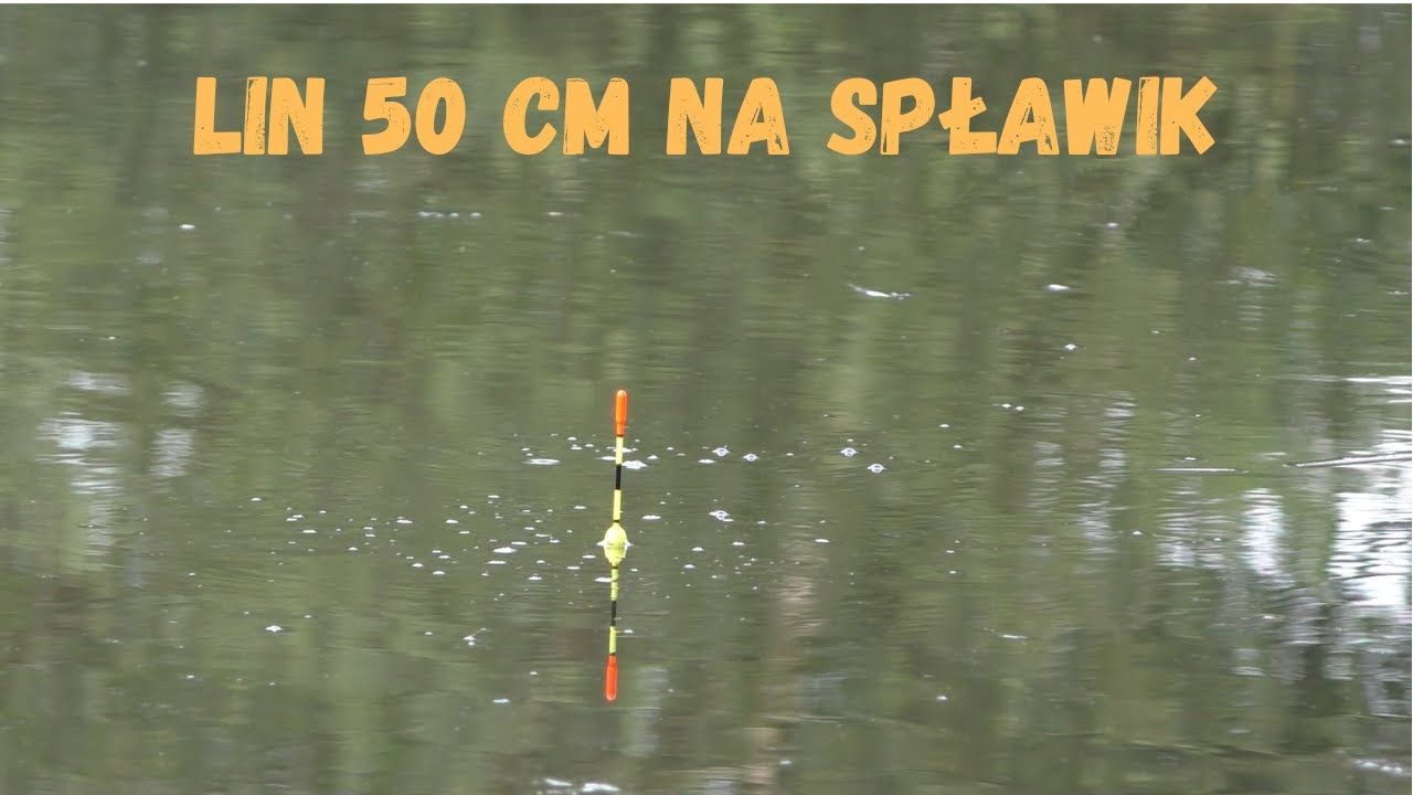 Medalowy Wielki Lin Na Spławik z Dzikiej Wody