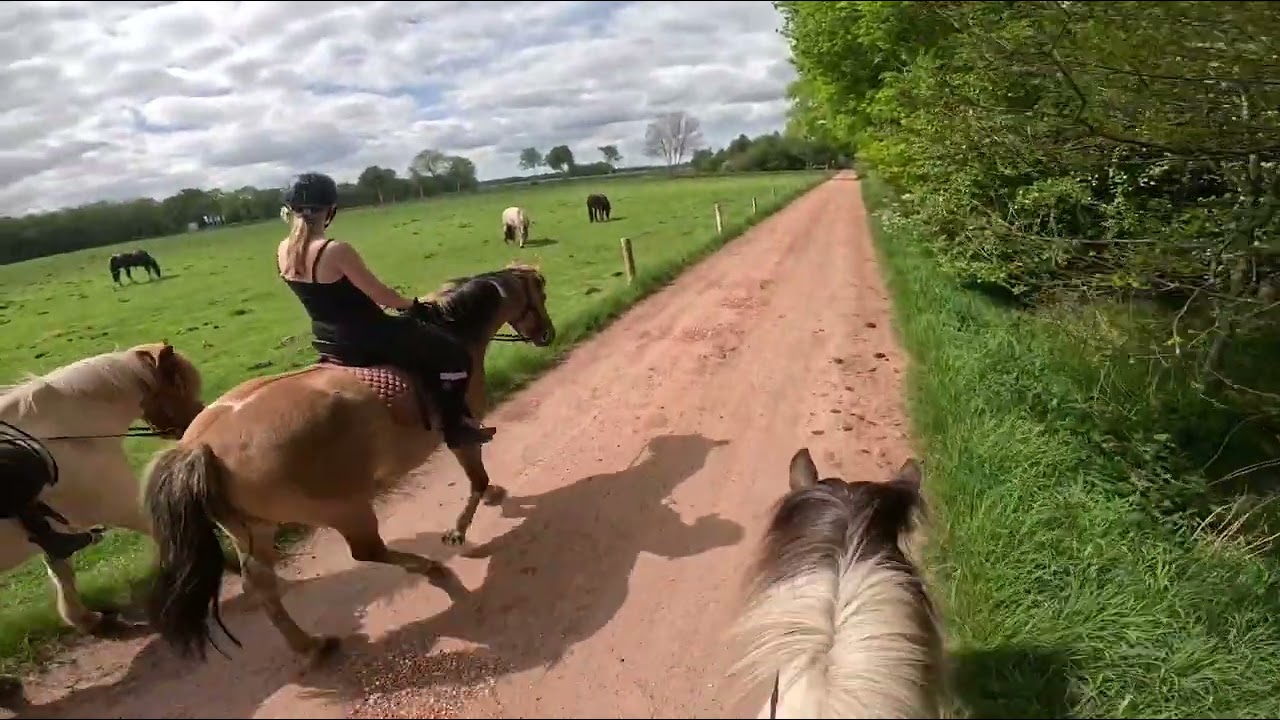 Fjordenpaard huren 3 mei 2025