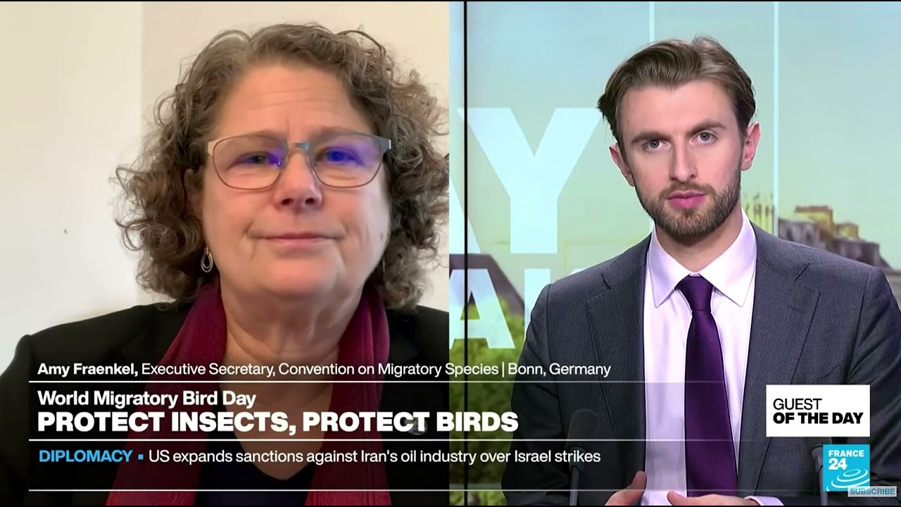 Amy Fraenkel live on France24 on Insect decline and migratory birds - WMBD2024