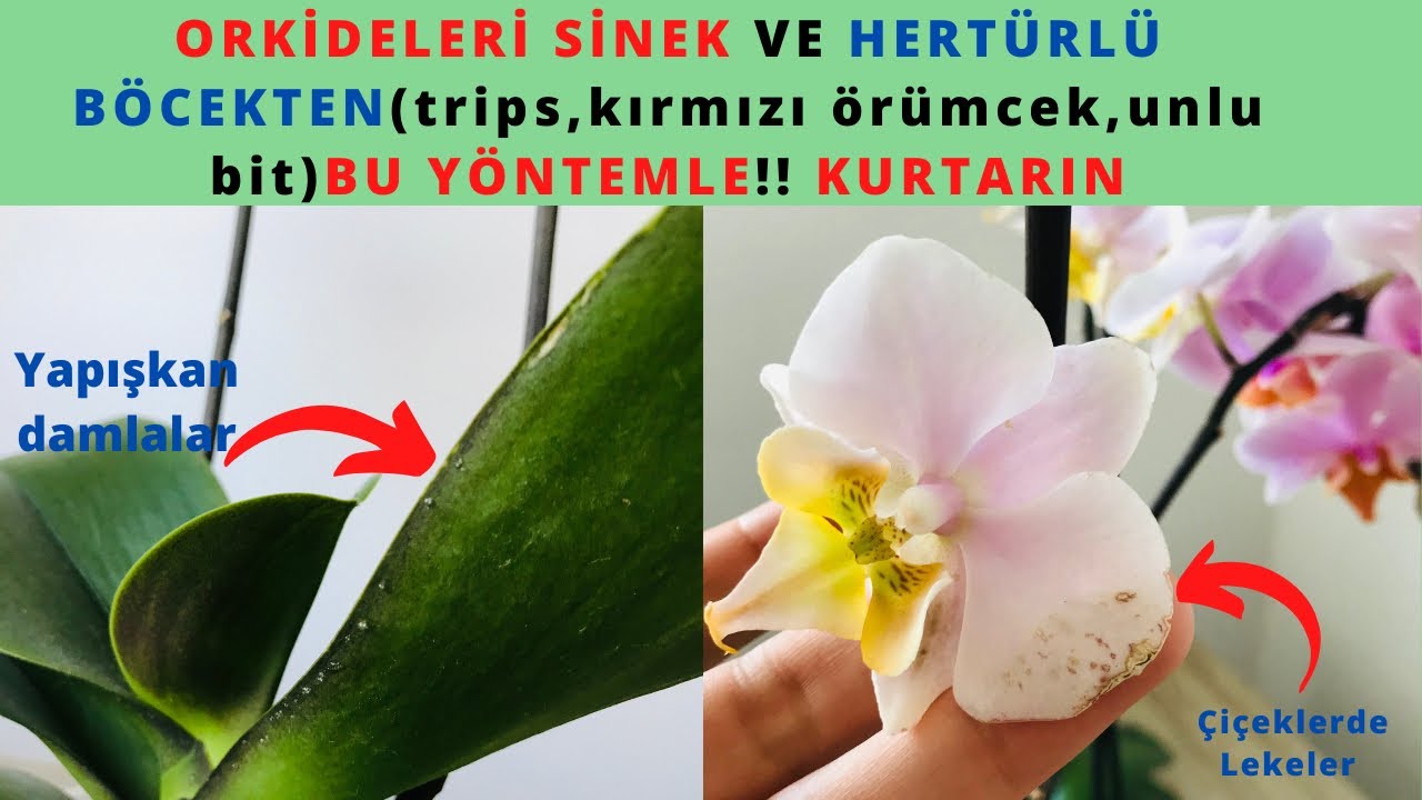 Orkide de Sinek,Böcek(trips,unlu bit)Hastalıklardan bununla kurtul /Orkide bakımı/nem yağı/Orchids