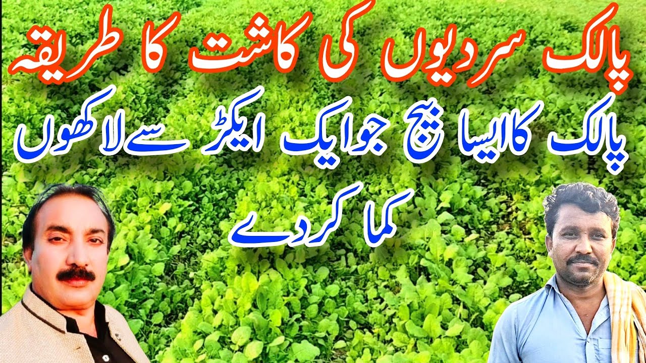 پالک کا ایسا بیج جو لاکھوں روپے کما کر دے| پالک سردیوں میں کاشت کا طریقہ