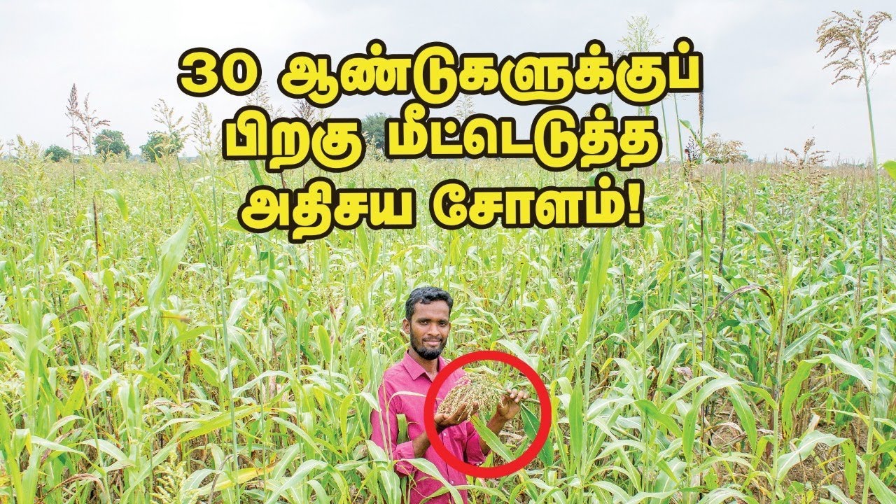 30 ஆண்டுகளுக்குப் பிறகு மீட்டெடுக்கப்பட்ட தமிழர்களின் பாரம்பர்ய சோளம்!