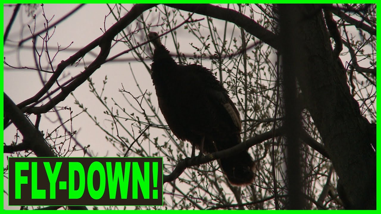 REAL LIVE HEN TURKEY fly down cackle | Best fly down cackle audio | Tree yelp