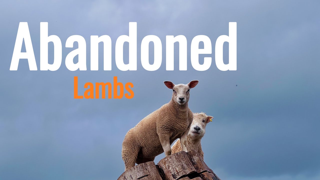 Lambs Abandoned in the Field! Farm Rescue Mission 🚨 Farming Vlog #3