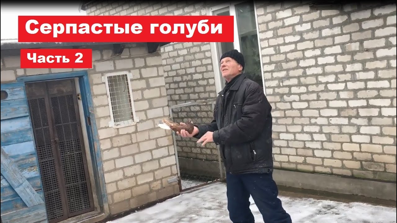 В гостях у Григория Александровича(тел:(098)124-62-50). Смотрим серпастых голубей. Часть 2