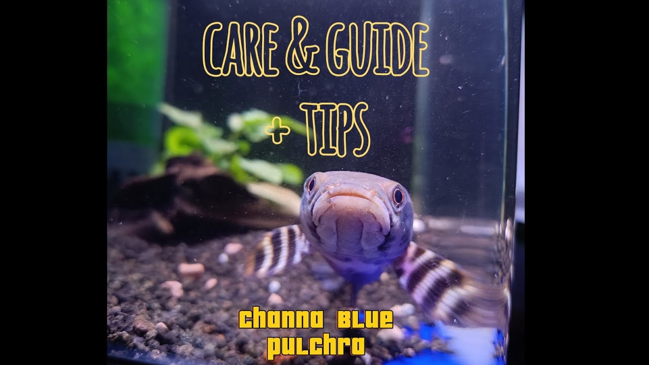 Blue Pulchra: Introduction, Care and Guide + Tips for Coloring *with subtitles 