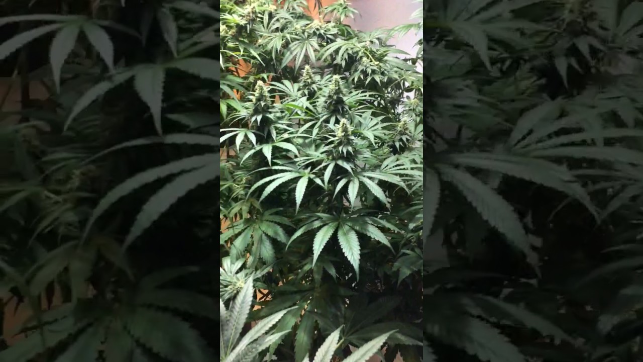 Indoor legal cannabis grow.Medical Marijuana grow. Growing chronicles # 2
