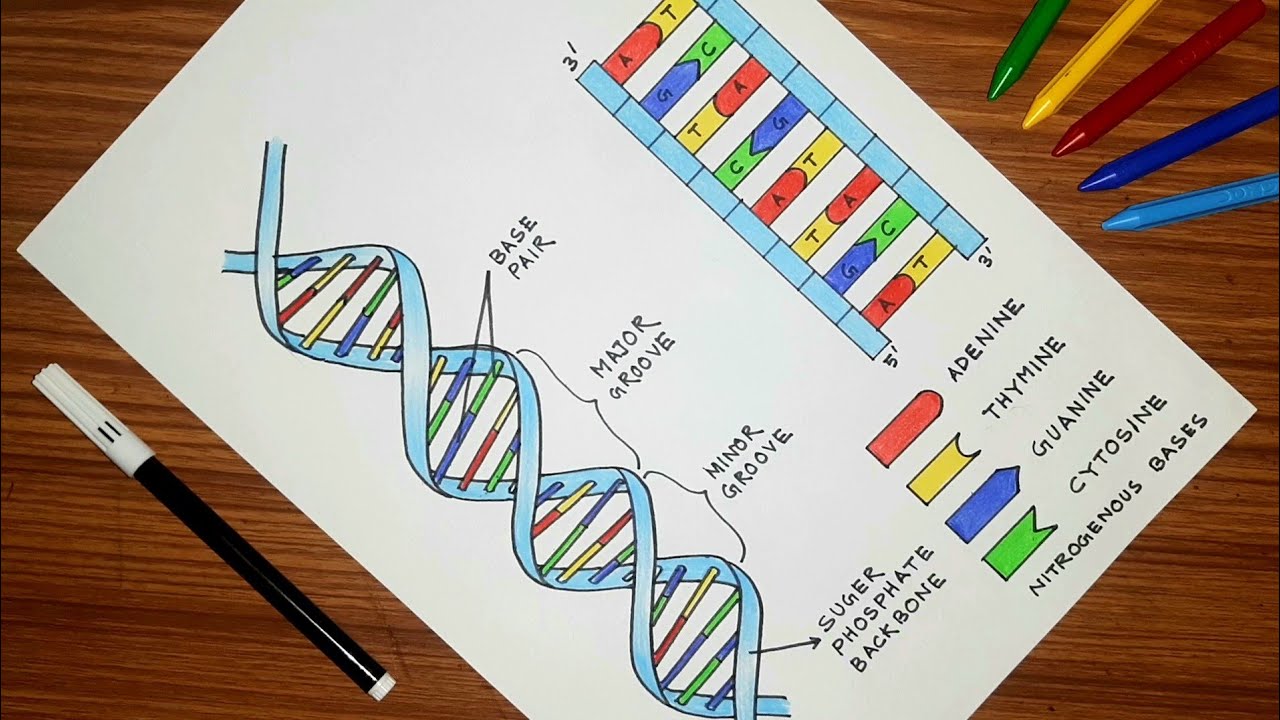How to draw DNA diagram step by step | DNA diagram drawing easy |