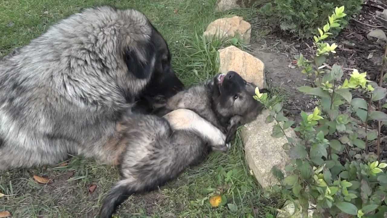 SARPLANINAC - PUPPY 7 WEEKS OLD