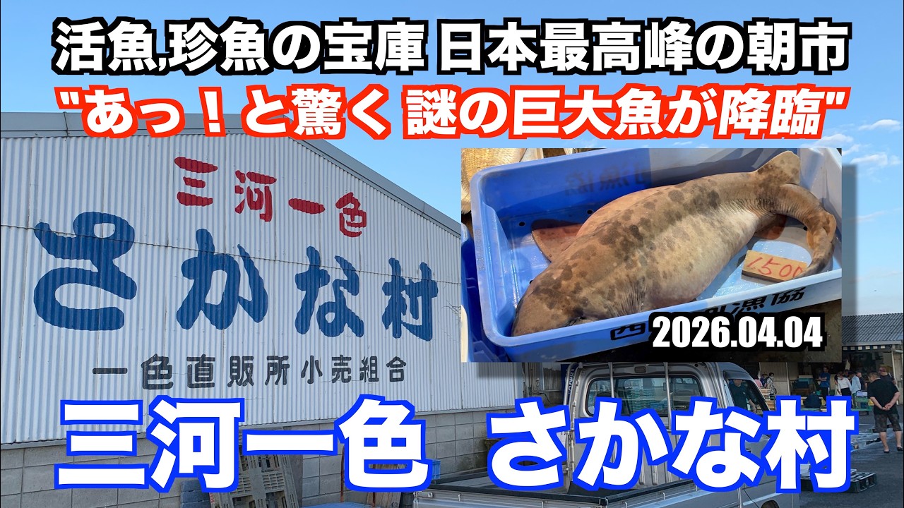 【三河一色さかな村 あっ！と驚く 謎の巨大魚が降臨 活魚,珍魚の宝庫 日本最高峰の朝市】あばお 海鮮ちゃんねる #471 2026.04.04