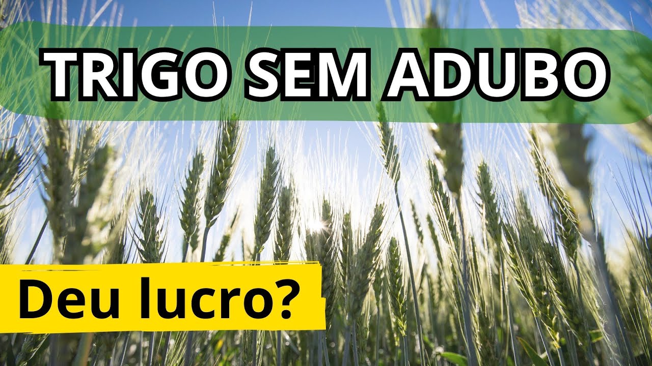 PRODUTIVIDADE DO TRIGO! S&oacute; ureia&hellip; na linha e a lan&ccedil;o! Safra 2025