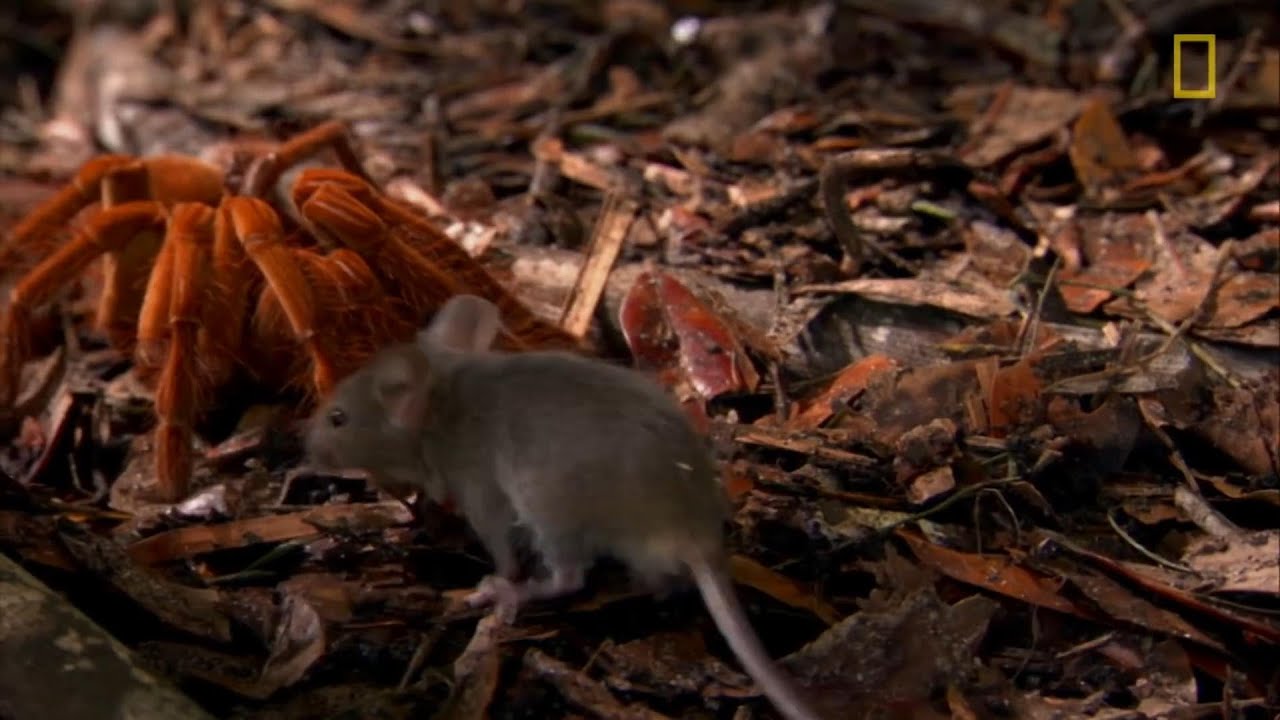 這種「巨人蜘蛛」大到能吃老鼠《國家地理》雜誌