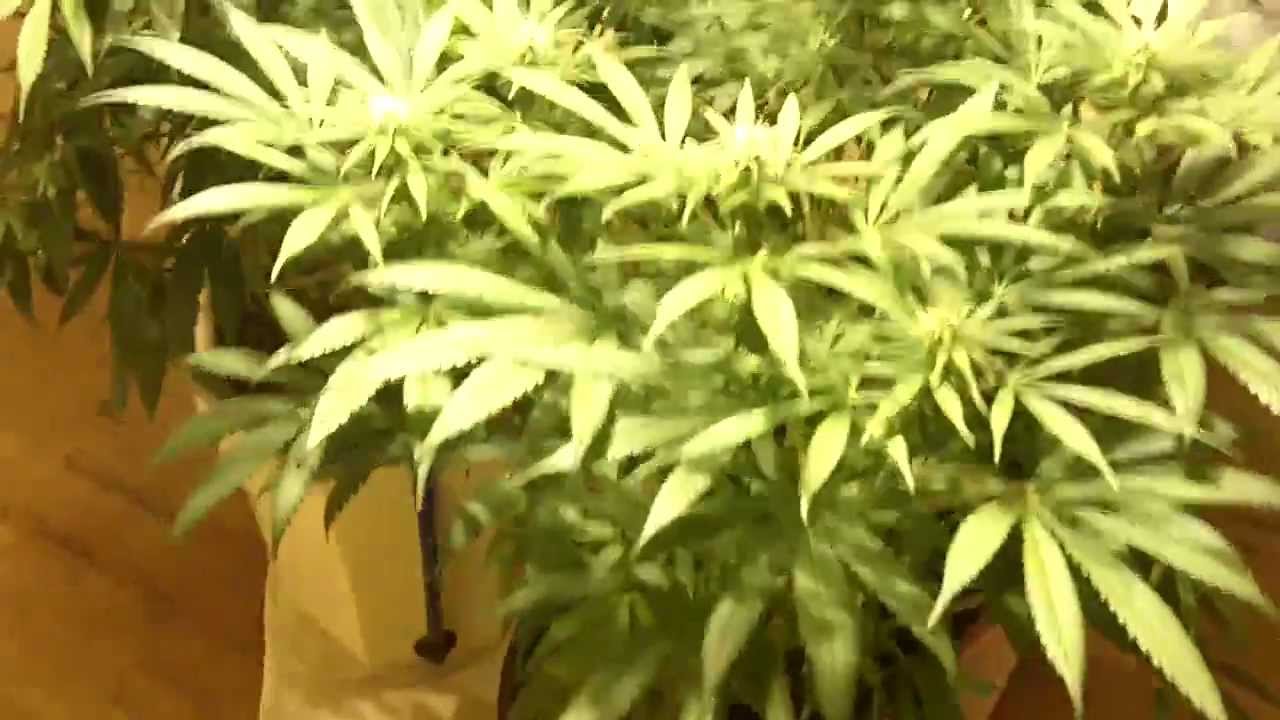 Los' Grow #3