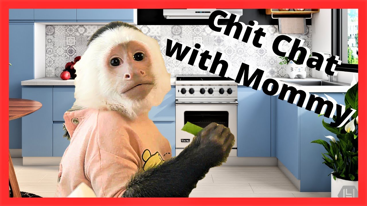 Life With My Monkey Dinner Time | Chit Chat With Lillian | Capuchin Monkey