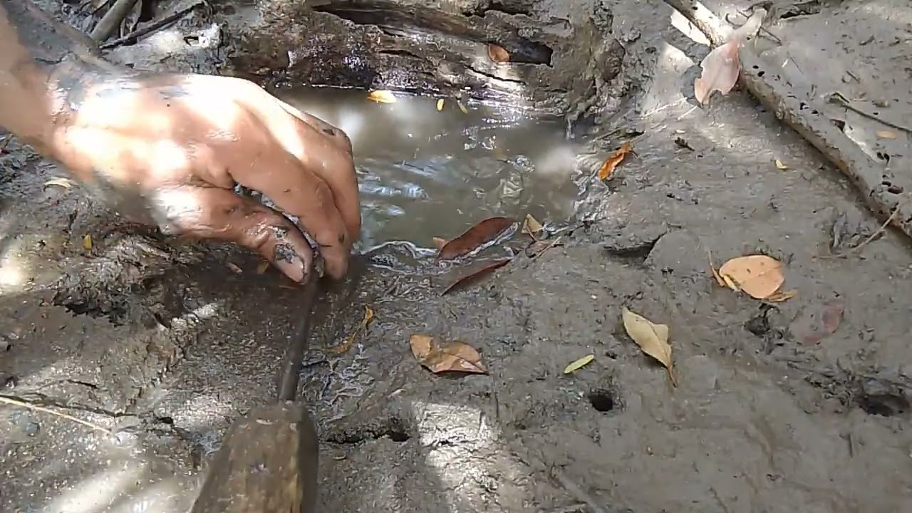 biglang nagpakita malaking alimango ‼️😱 #buhayprobinsya #subscribe #dauhanvlog 