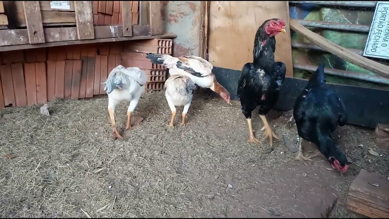 Reprodução de shamo puro