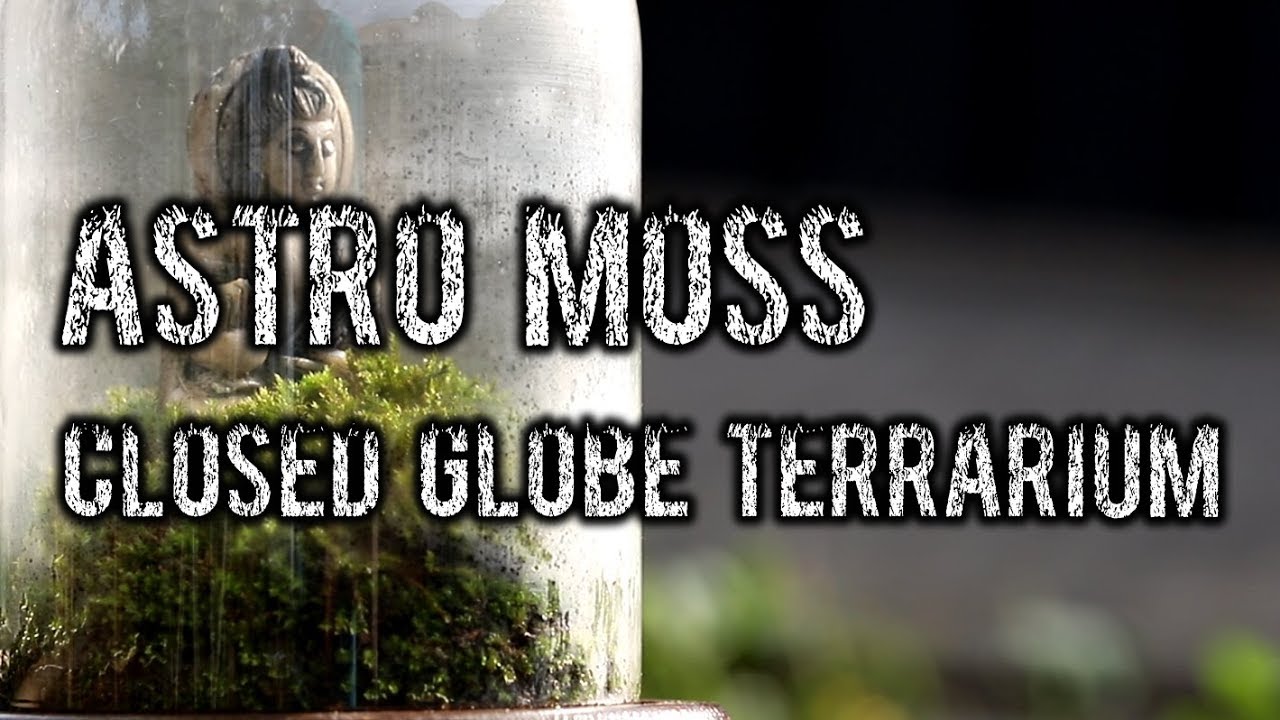How to Make a Closed Dome Terrarium