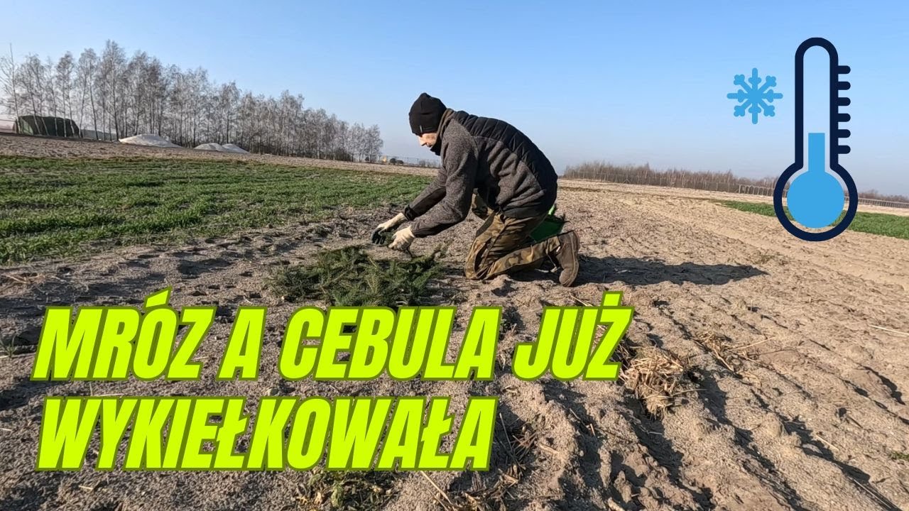 W prognozach mróz a cebula już wykiełkowała. Jak zabezpieczyć warzywa ozime przed mrozem