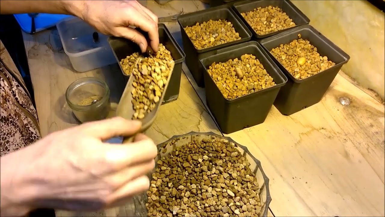 Making truffle trees I Germinating nuts step 2 (New Method)